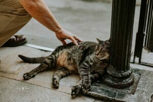 Couple pets cat at hemmingway house photography 