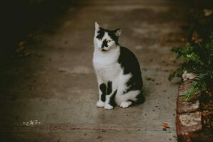 Cat gets photo at Ernest Hemmingway House