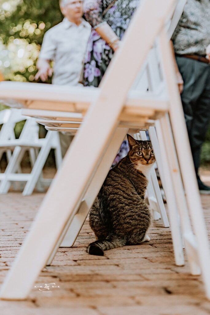 Hemingway Cat poses for photograph during wedding ceremony